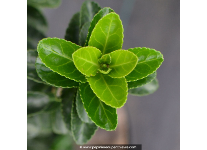 EUONYMUS japonicus 'Benkomasaki' EUONYMUS japonicus 'Benkomasaki'