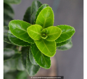 EUONYMUS japonicus 'Benkomasaki' EUONYMUS japonicus 'Benkomasaki'