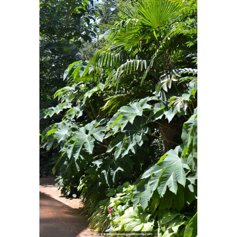 TETRAPANAX papyrifera 'Rex'
