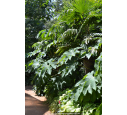 TETRAPANAX papyrifera 'Rex'