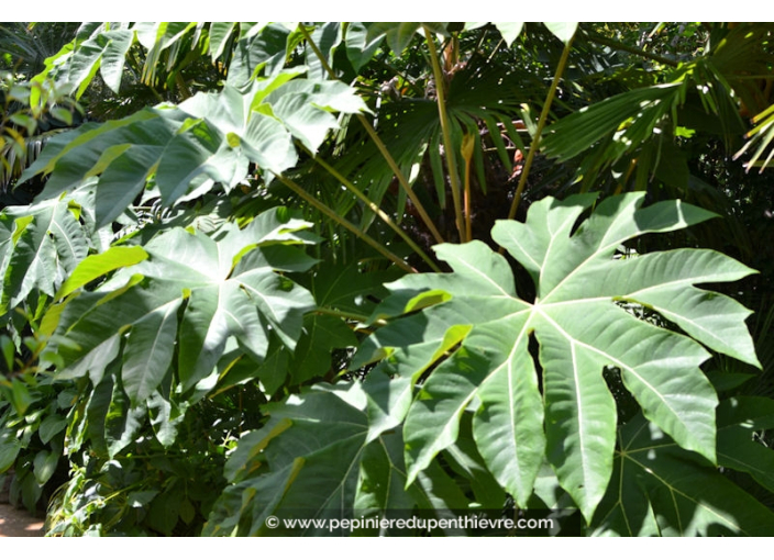 TETRAPANAX papyrifera 'Rex'