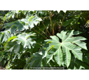TETRAPANAX papyrifera 'Rex'