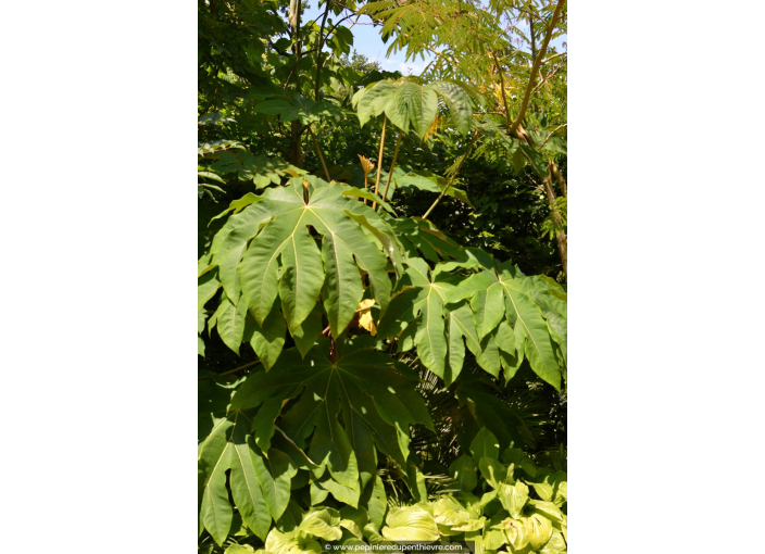 TETRAPANAX papyrifera 'Rex'