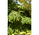 TETRAPANAX papyrifera 'Rex'