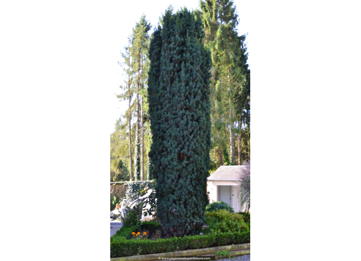 TAXUS baccata 'Fastigiata'