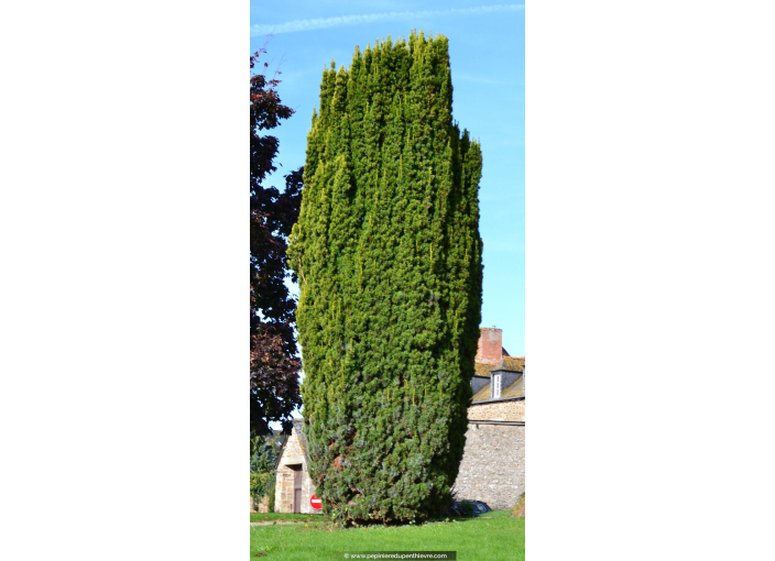 TAXUS baccata 'Fastigiata Aurea'