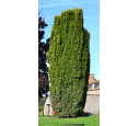 TAXUS baccata 'Fastigiata Aurea'