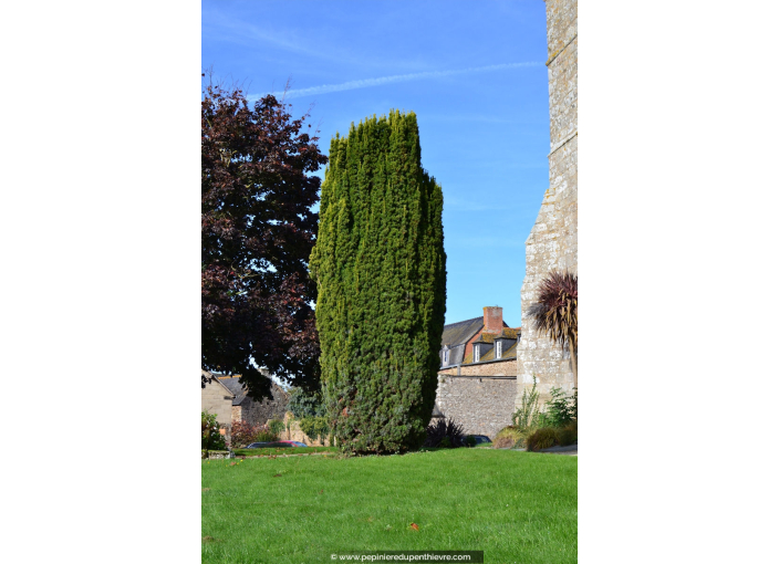 TAXUS baccata 'Fastigiata Aurea'