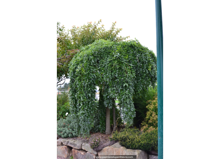 SOPHORA japonica 'Pendula' SOPHORA japonica 'Pendula'