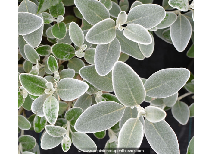 SENECIO greyi