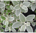 SENECIO greyi