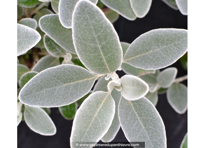 SENECIO greyi