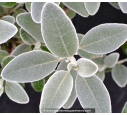 SENECIO greyi