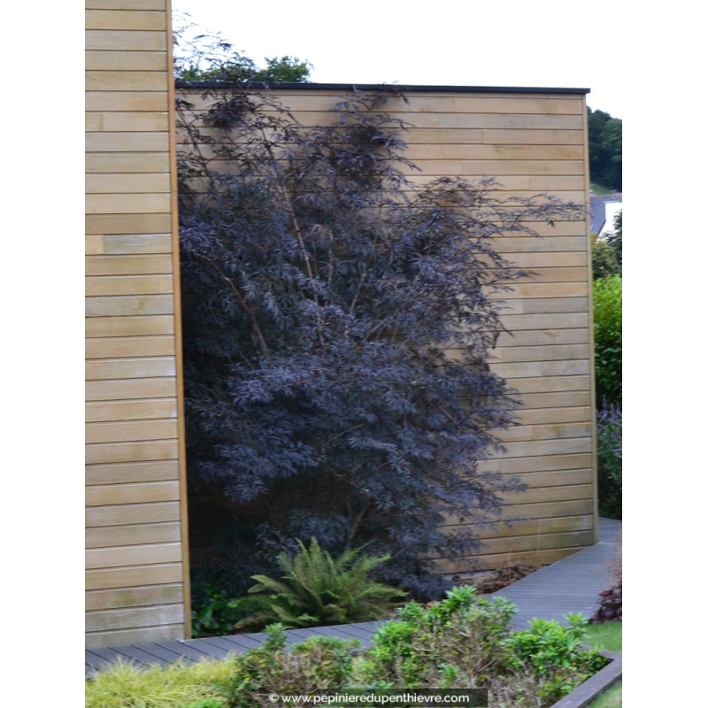 SAMBUCUS nigra 'Black Lace'