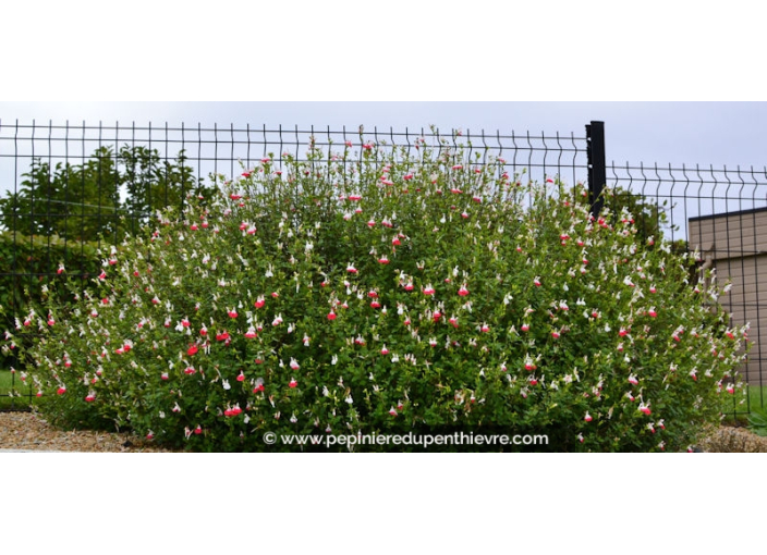 SALVIA microphylla 'Hot Lips' SALVIA microphylla 'Hot Lips'
