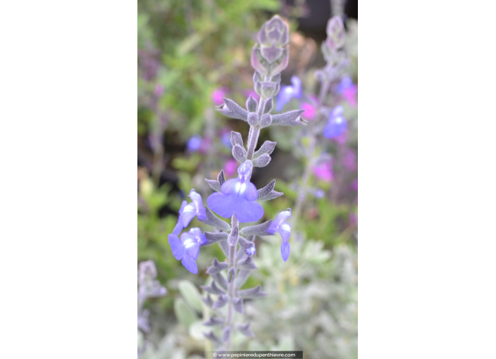 SALVIA chamaedryoides