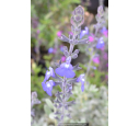 SALVIA chamaedryoides
