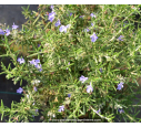 ROSMARINUS officinalis 'Corsican Blue' ROSMARINUS officinalis 'Corsican Blue'