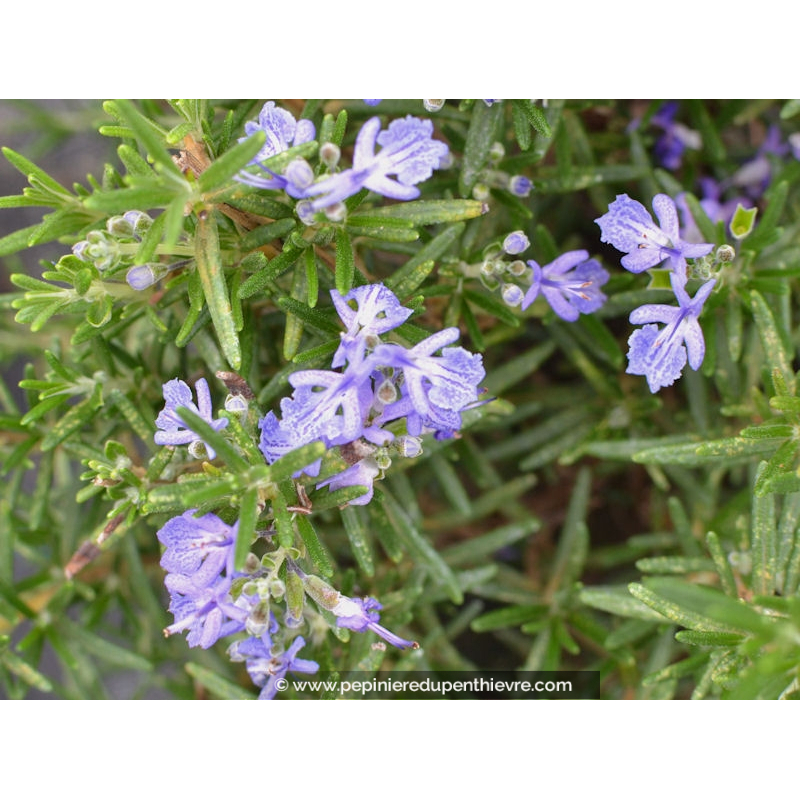 ROSMARINUS officinalis 'Corsican Blue'