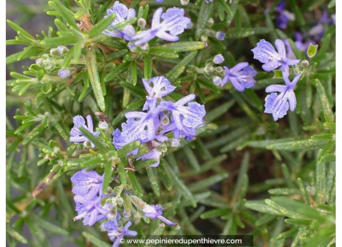 ROSMARINUS officinalis 'Corsican Blue'