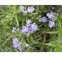 ROSMARINUS officinalis 'Corsican Blue' ROSMARINUS officinalis 'Corsican Blue'