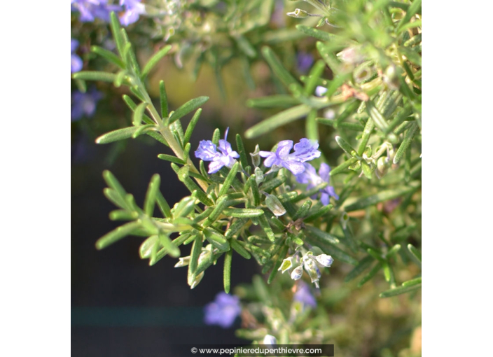 ROSMARINUS officinalis 'Pointe du Raz' ROSMARINUS officinalis 'Pointe du Raz'