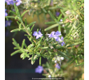 ROSMARINUS officinalis 'Pointe du Raz' ROSMARINUS officinalis 'Pointe du Raz'