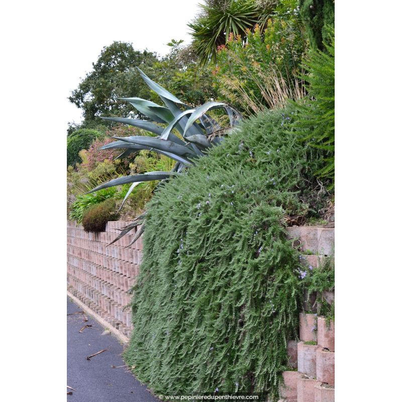 ROSMARINUS officinalis 'Pointe du Raz'