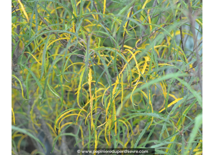 RHAMNUS frangula 'Asplenifolia'