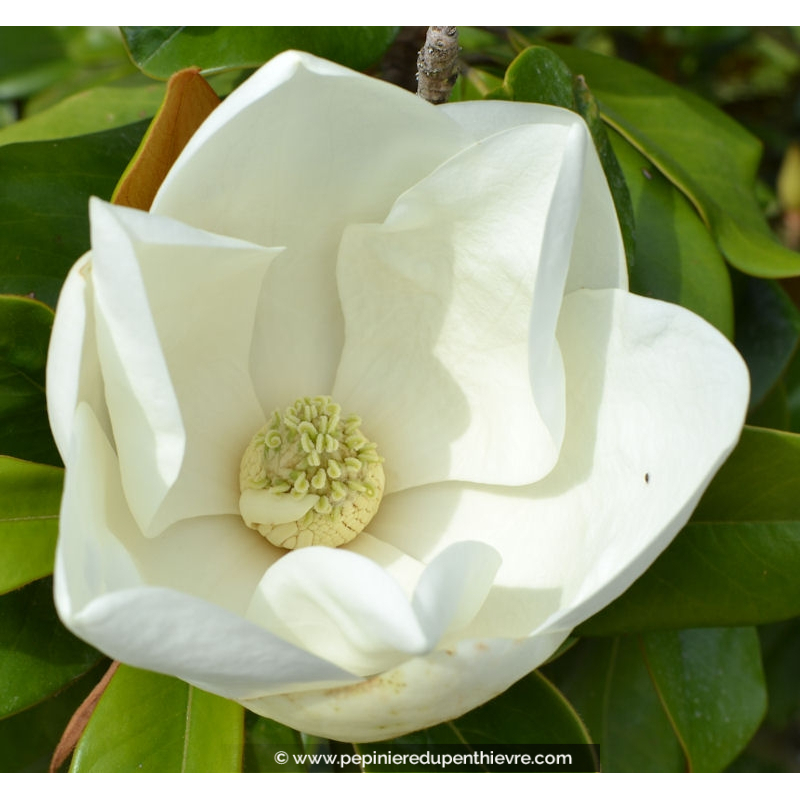 MAGNOLIA grandiflora 'Galissoniensis'