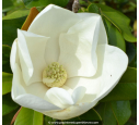 MAGNOLIA grandiflora 'Galissoniensis' MAGNOLIA grandiflora 'Galissoniensis'