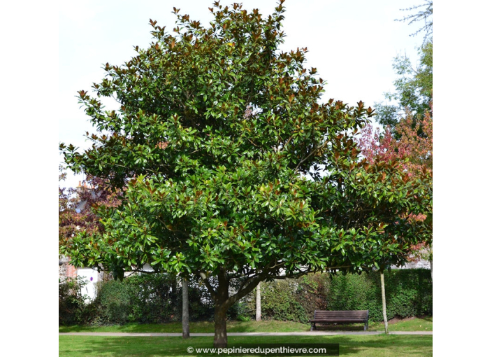 MAGNOLIA grandiflora 'Galissoniensis' MAGNOLIA grandiflora 'Galissoniensis'