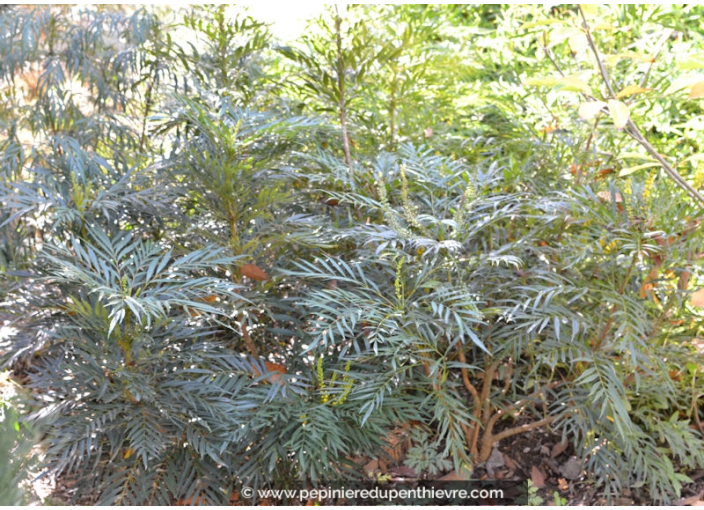 MAHONIA eurybracteata 'Soft Caress'