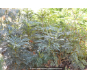 MAHONIA eurybracteata 'Soft Caress'