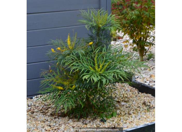 MAHONIA eurybracteata 'Soft Caress'