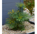 MAHONIA eurybracteata 'Soft Caress'