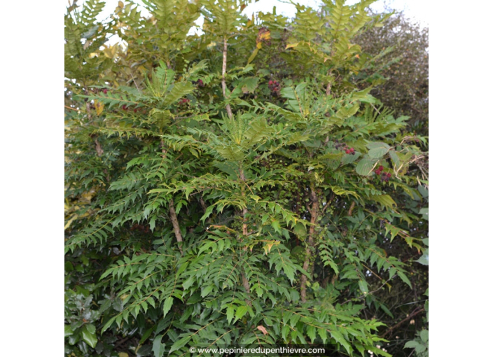 MAHONIA x media 'Charity'