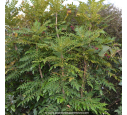 MAHONIA x media 'Charity'