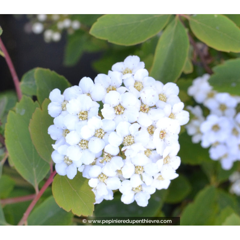 SPIRAEA vanhouttei