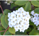 SPIRAEA vanhouttei SPIRAEA vanhouttei