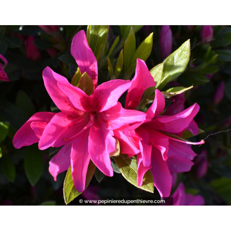 AZALEA japonica 'Rosa King'