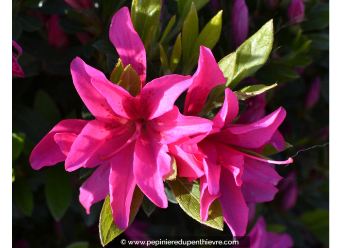 AZALEA japonica 'Rosa King'