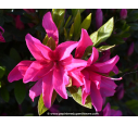 AZALEA japonica 'Rosa King' AZALEA japonica 'Rosa King'