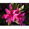 AZALEA japonica \'Rosa King\'