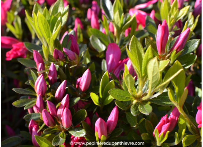 AZALEA japonica 'Rosa King' AZALEA japonica 'Rosa King'