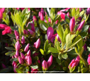 AZALEA japonica 'Rosa King' AZALEA japonica 'Rosa King'
