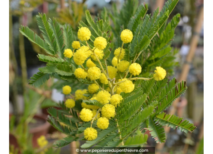 ACACIA dealbata (de greffe)