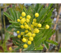 ACACIA dealbata (de greffe)