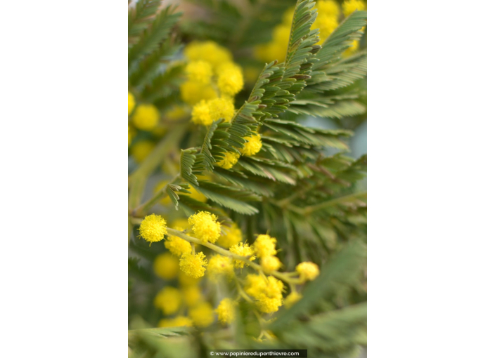 ACACIA dealbata (de greffe)