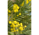 ACACIA dealbata (de greffe)